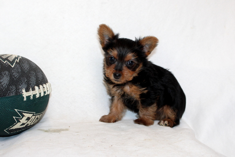 puppy, for, sale, Yorkshire Terrier, Matthew B. Stoltzfus, dog, breeder, Gap, PA, dog-breeder, puppy-for-sale, forsale, nearby, find, puppyfind, locator, puppylocator, aca